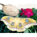 Tussore Silkmoth mylitta 15 eggs or 10 larvae, according to availability.